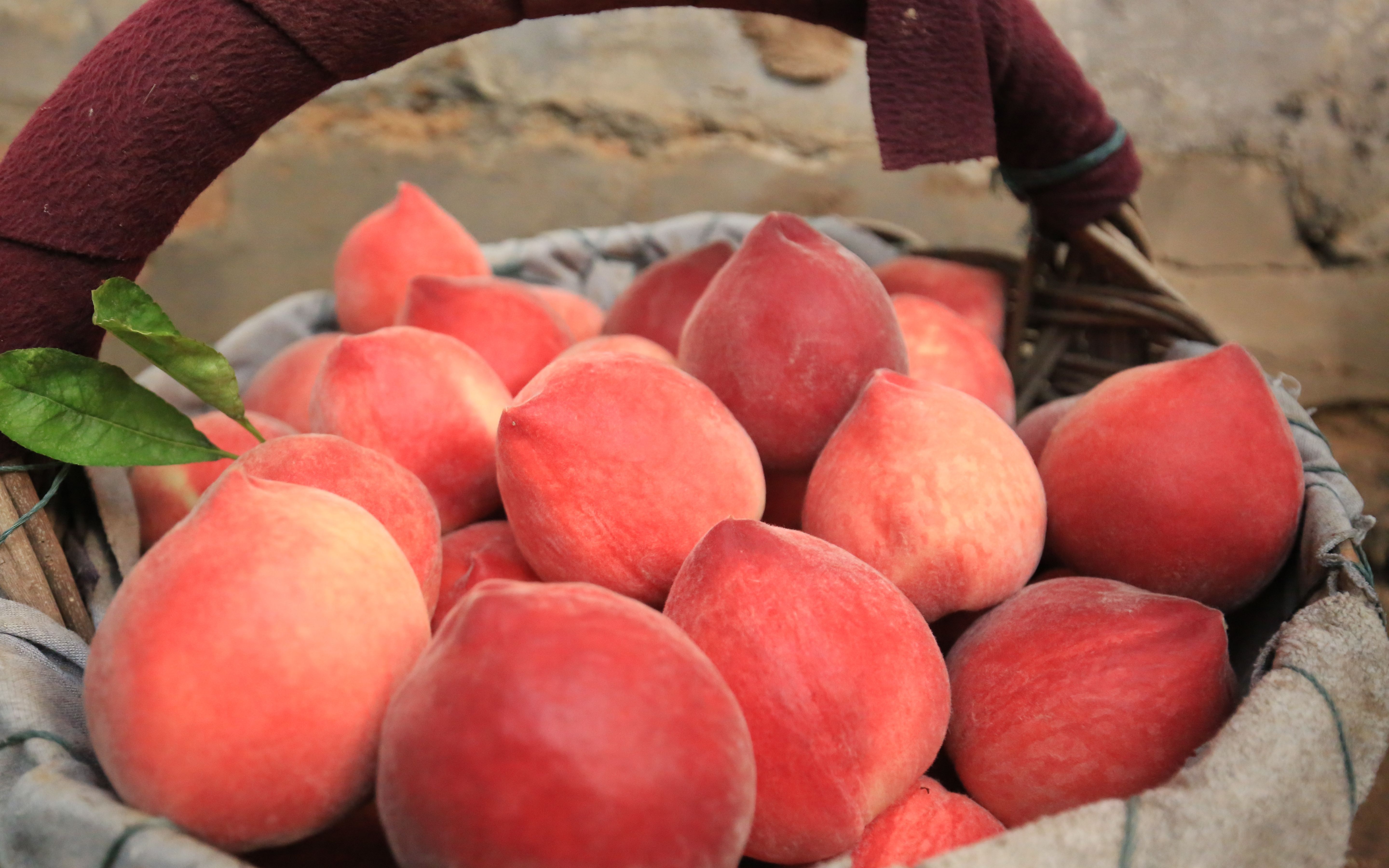  上市■平谷“春雪”大桃成熟上市 开启平谷鲜桃季