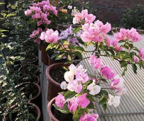  养护：三角梅像“花树”，花期长达150天，学会4个养护“方法”，变美！