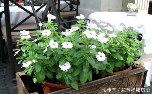 「厉害」最厉害的养花营养液给花喝勺糖水,叶子绿的流油,比花肥厉害
