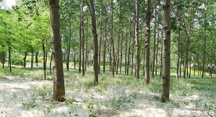 农民注意: 今年起, 这4类农作物禁止种植, 不听劝阻的, 要被罚款