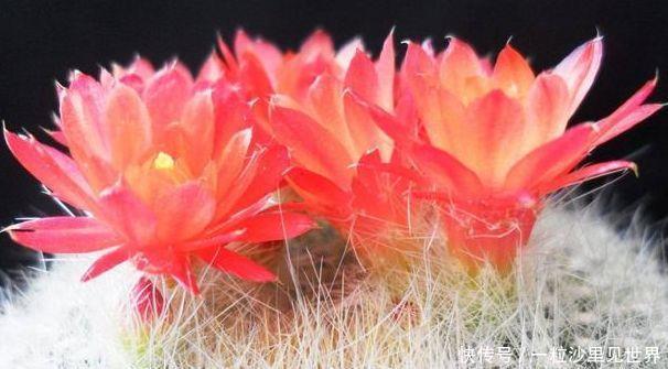 「虎皮兰」4种常见的“贱花”,浇水一多就“烂根”,不管却“爆盆”了