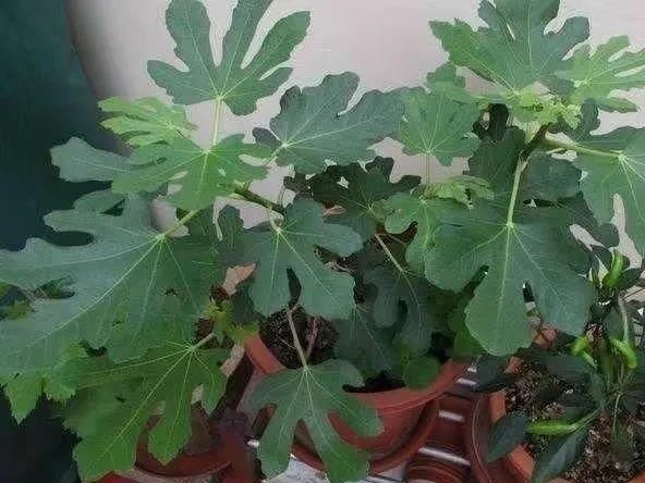  够吃■阳台养这10种菜，长得快、结果多，全家都够吃！