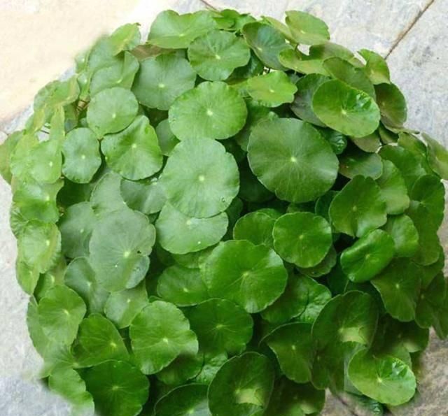  「充足的水分」6种花“喜欢水”，现在养，浇水就呼呼冒新叶，不费劲就长一大盆