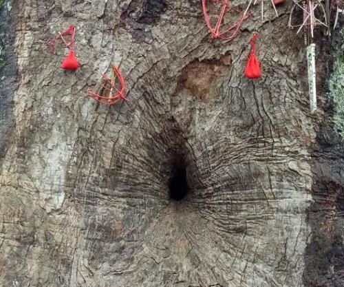 中国唯一的“树抱佛”,在一棵古樟树内,有一尊比小孩还高的佛像