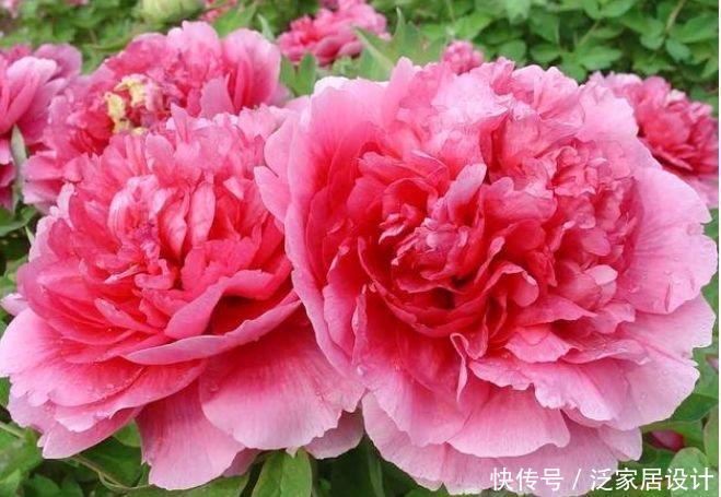 『牡丹』适合春季养的花,好活易爆盆,花朵粉嫩丰腴,绚丽夺目