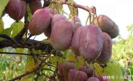 这果树我国独有，国内60一斤，国外价格更高，却少有人吃过