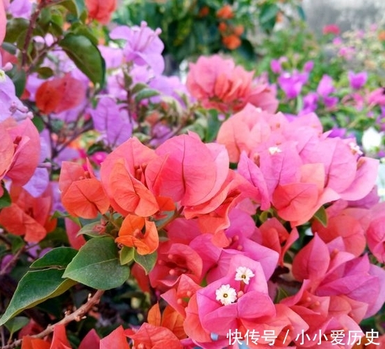  [三角梅开花]让三角梅全年开花不断的秘密，只要做好到5点，不用担心开花问题