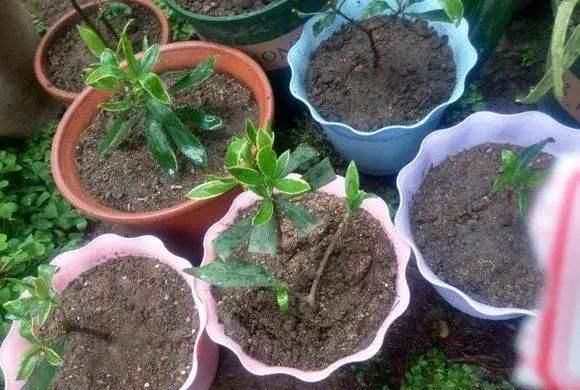  #扦插枝条#这2种“吉祥树”别急买，1根“老枝”来扦插，20天生根，开花猛！