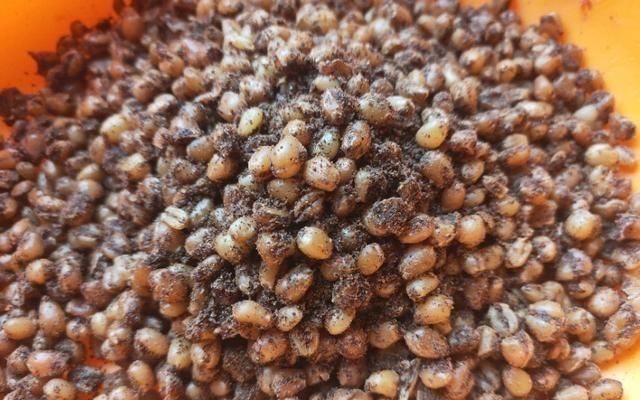  「最实用」谁说钓草鱼非得用草钓才好？好用的钓草鱼方法，都和草无关