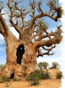 沙漠中的“全能”树：果实枝叶能治胃癌，树干能储2吨水还能住人