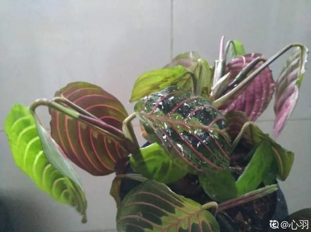  「图片作者」10种花，春天不能晒，躲屋里最安全！