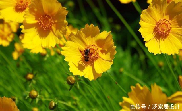  阳台|3种花适合养在阳台，好养易活不操心，一年四季开花不断，美极了
