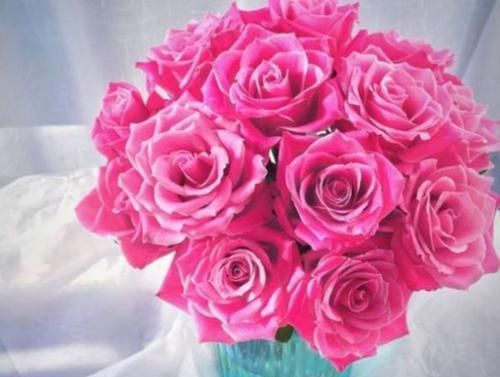  「玫瑰」“稀有玫瑰”泰姬，花开似美人，窈窕粉嫩，可以说是盆栽必备！