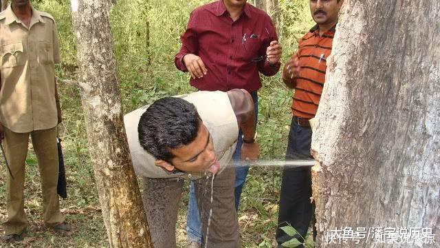 沙漠中的“生命之树”，可以存储2吨水！移植到我国后变成这样
