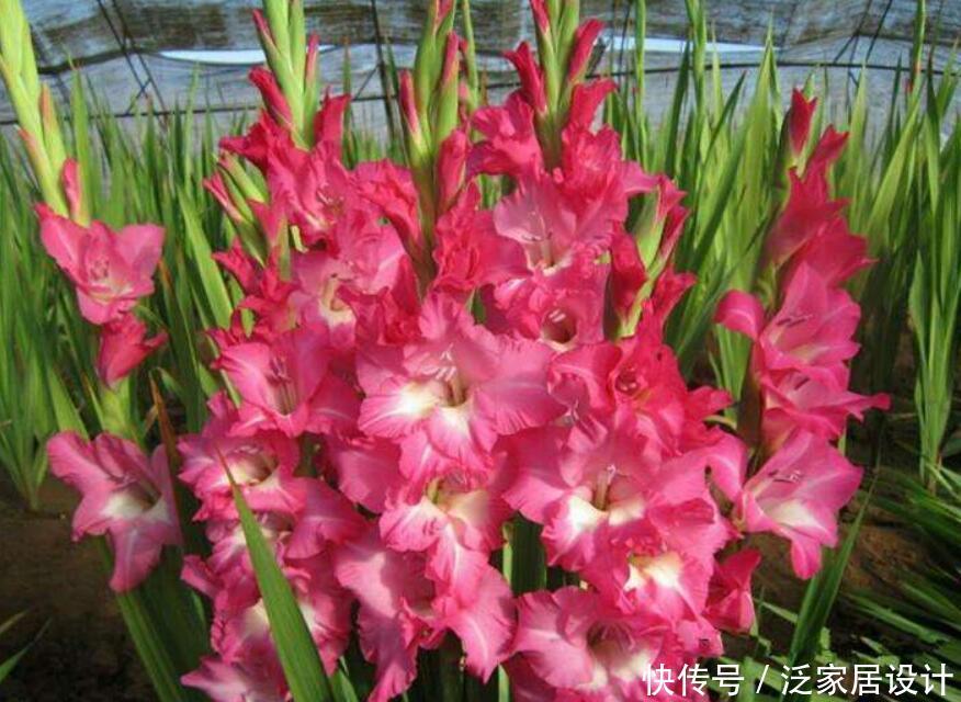  『庭院』“3种花”，开花大方美丽，有庭院的一定要养，美极了