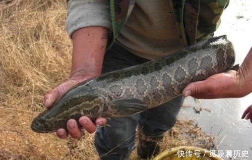  「海竿拟饵钓」户外钓黑鱼，选对钓鱼方法，不愁黑鱼不上钩