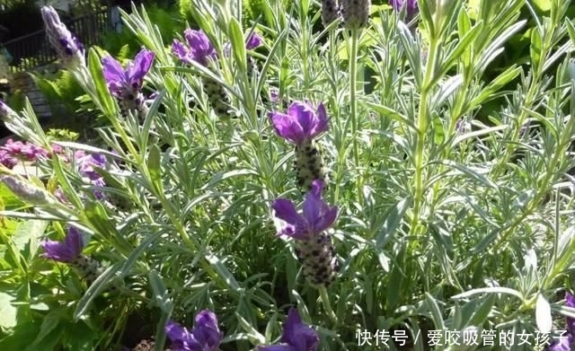 #培育#南方养薰衣草过一年就会挂,可每年播种培育,还可用枝条扦插繁殖