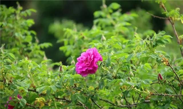  「大马士革玫瑰」自然界里的护肤精灵——玫瑰花