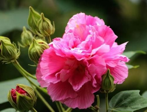  『美艳』喜欢菊花，不如养盆“世界名菊”紫菊，花开似绒球，太美艳了！