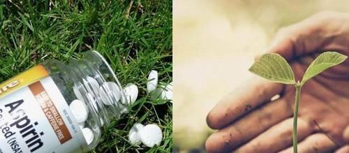  [阿司匹林药片]阿司匹林药林能用来养花？能促进生根发芽，简直就是植物的“福音