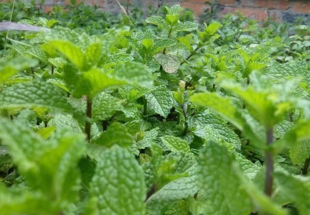  『植物』天暖养这3种花，青翠的叶片散发清香，装饰环境好还能驱蚊