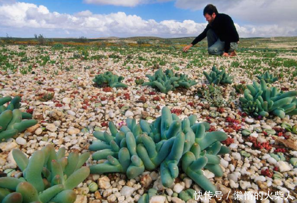 最“任性”的沙漠，每年都有一个月变成植物王国，旱季寸草不生