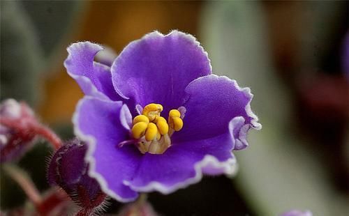  [紫罗兰花]紫罗兰香味浓郁，开花茂盛、花色艳丽迷人，充满欣欣向荣的希望