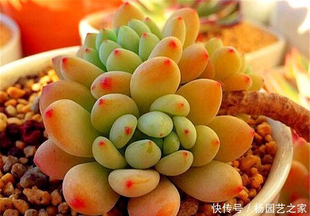  技巧|多肉凝脂莲，耐寒耐热爱爆头，3个“小技巧”，轻松养成果冻色