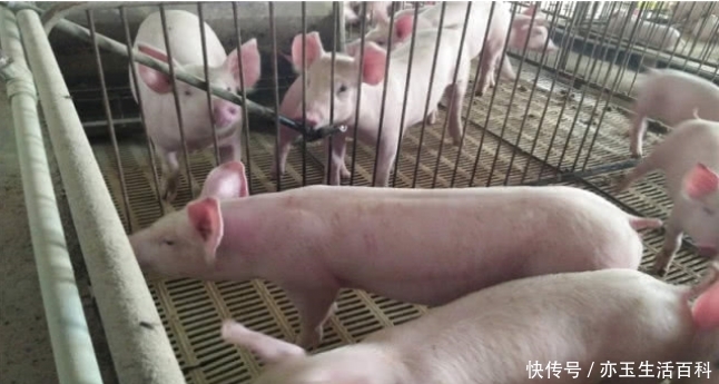  [养猪]养猪并不难，但这几点要关注，了解了就会让养猪变得很轻