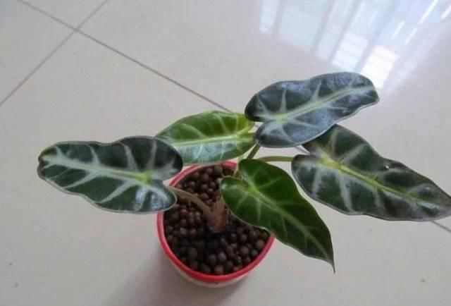  『精致』这些植物都可养在墙上，变精致的垂直植物景观，都可养在室内