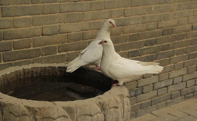 西安旅行日记：香火免费，寺内安详，大兴善寺值得一去
