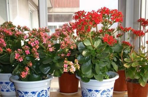  『长寿花』这种花真奇怪，喜欢'喝'中药，叶子油绿，花开一茬接一茬