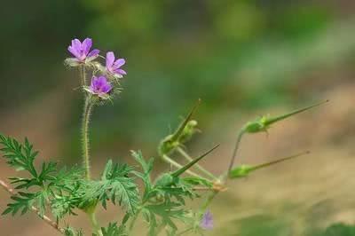 农村罕见杂草“牻牛儿苗”，竟是祛风湿解毒的良药