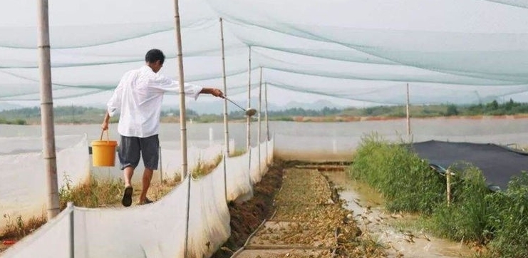  「捕捉」一年可消灭万只害虫，却被当成美味大量捕捉，如今靠养