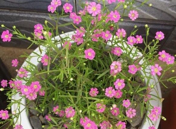  【艳丽】这5款花，被称为“开花机器”，放在阳台变花海，花开艳丽多姿