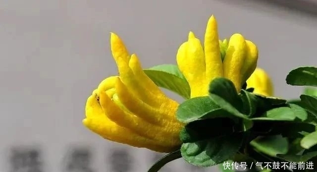  果实|佛手除了当花草养，其实还有很多养生妙用，不知道好可惜！