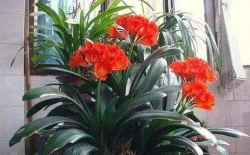  『植物』这“3种”植物，能除甲醛、能旺财，富人都爱养，难怪健康又富贵