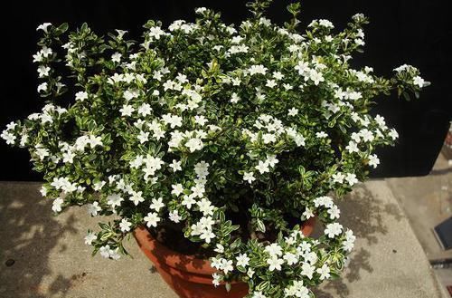  [漂亮]喜欢菊花，不如养这些四款花，喜阳光，开花超漂亮，花朵稠密又鲜