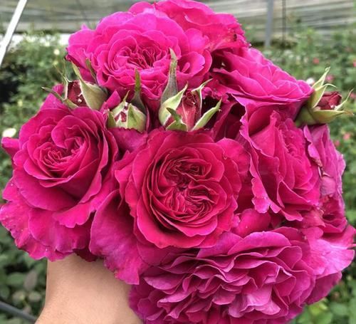  女人：“女人香气”月季花，香味够“性感”，花朵够娇艳！挺好养！