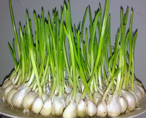  蔬菜■光照不足种什么菜？试试4种耐阴作物，北向阳台照样收获美味