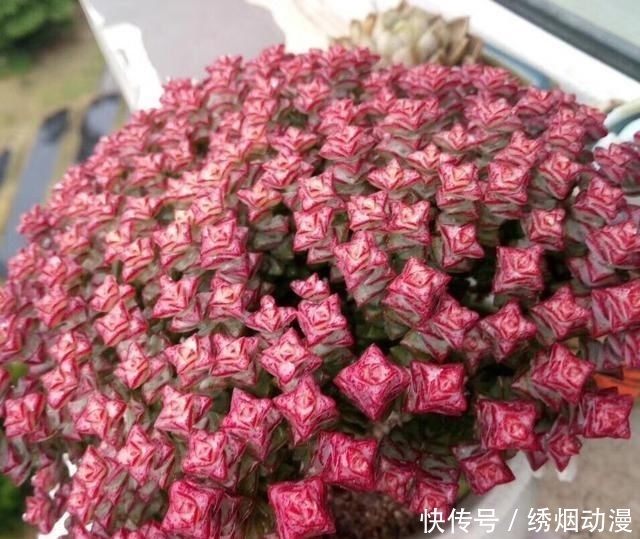  『养护』多肉“钱串子”，用这3个小妙招，一个“铜钱”也不掉