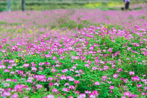 桂林的春天有多美？