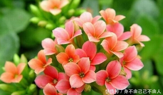  长寿花■家里有院子，养4种花，耐旱耐晒，1年变成“大观园”，年年开花