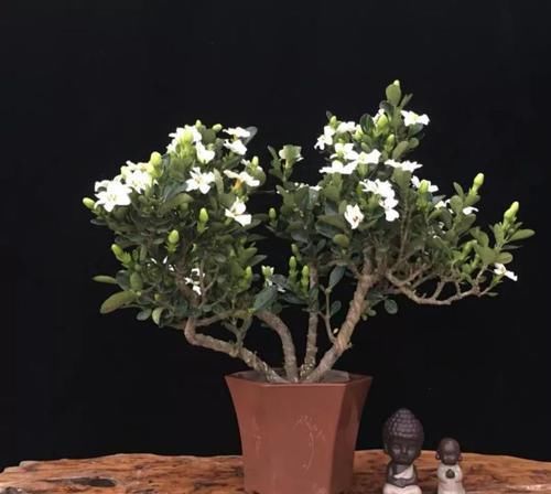  「身价」这六种植物越养越值钱，在家养几年，身价猛涨几倍！你家养了几种