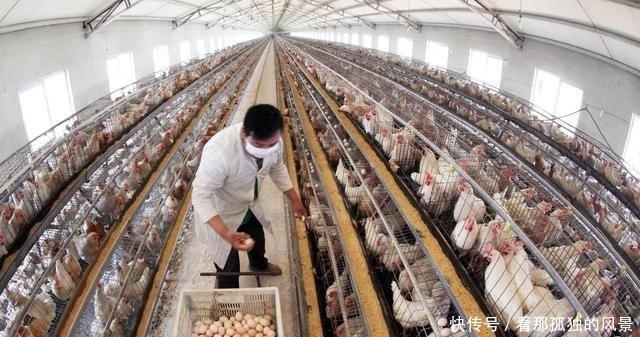  #养殖场#要想在农村安心创建养殖场，这三个证件一个都不能少