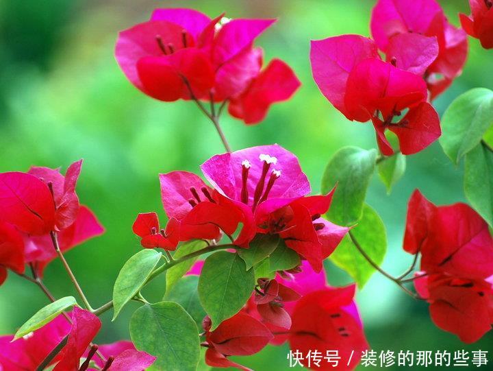 『喜欢』喜欢在家中养护花卉,就养护3种花卉,漂亮美丽,招人喜欢