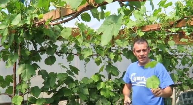  「葡萄」农村院子里的葡萄树，为什么没有人种了？现在才明白