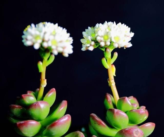  植物：多肉植物施什么肥长得快？这几个注意事项要做好！