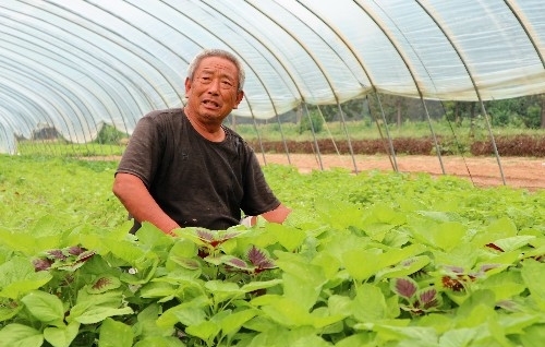 农民种植一种蔬菜，一年种植三茬，3亩收入30000元，秘诀在哪里？