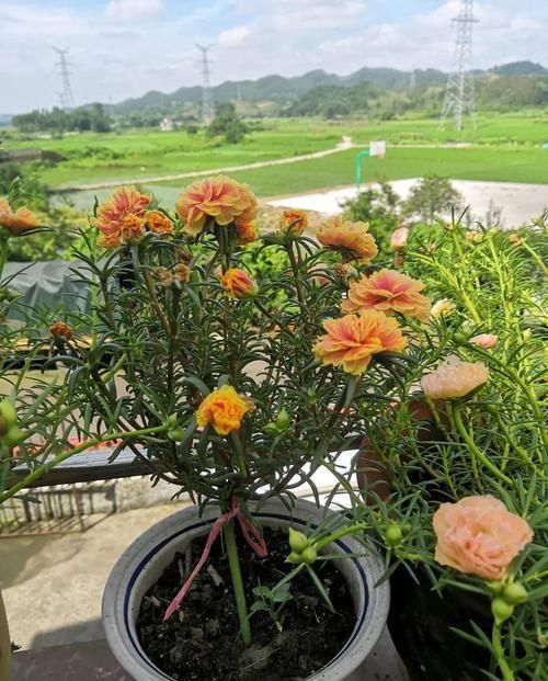  「身价」5块钱一盆的花，养1年变老桩，身价翻了上百倍！